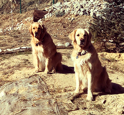 Kim Goldberg's golden retrievers, Stoli and Belvedere, sit on a patch of dirt and stare into the distance.
